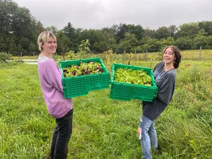 Harvesting lettuce with Lyra Holahan and Gracie Yaconelli
