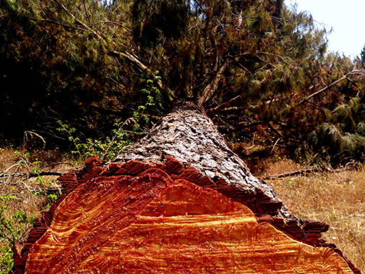 Cut tree in rural Patagonia