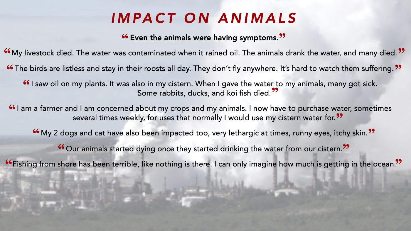 Impact on Animals