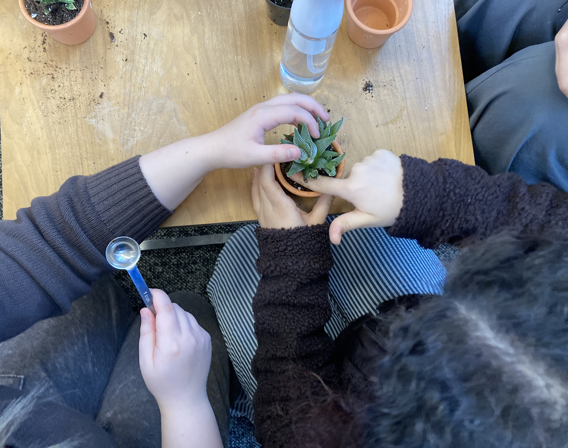 Two people, hands showing, planting a small plant in a small terracotta pot