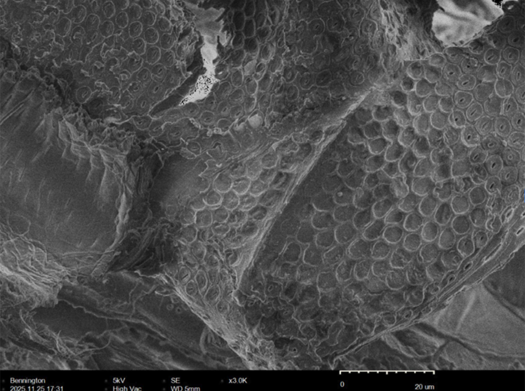 Black and white image of black ash wood magnified with a scanning electron microscope