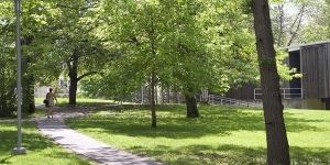 Image of tree lined path