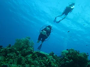 Reports from the Field