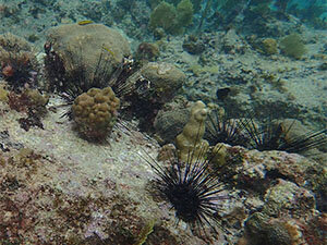 Caribbean Coral Reef