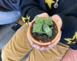 Picture of someone, hands only, holding a small plant in a small terracotta pot