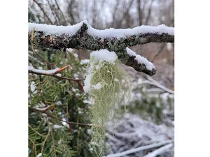 Lichen on winter tree