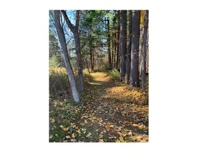 Tree-lined path through the woods