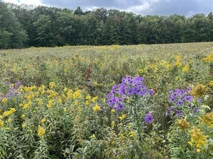 Image of flowers in a field