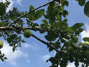 blue sky with apple tree branches spread across it 