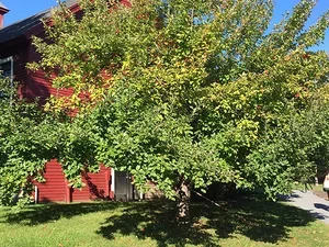 Summer Events in the Arts 