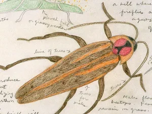 a pencil drawing of an insect 