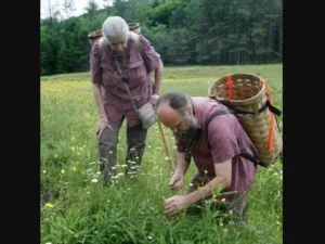 Wild Tastes of Spring: Wildcrafting Workshop
