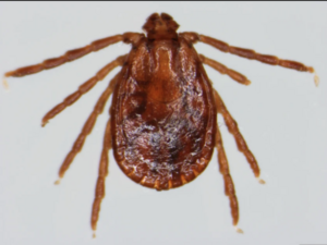  a large brown tick