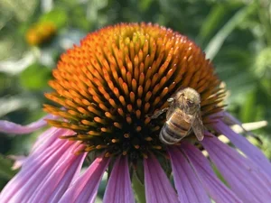 purple flower with bee crawling on the center
