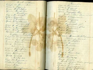 Analysis of Flowers pressed flower book at Bennington Museum