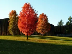 three trees in a green field 