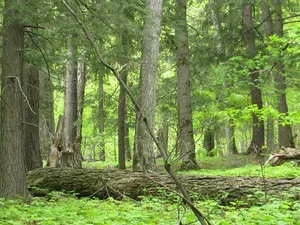 a healthy bright green forrest in spring with many trees and a green floor plant covering