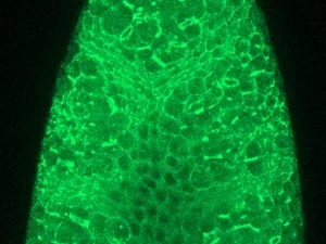 Image of fluorescent green