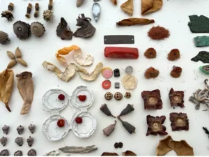 Image of Walking Project: Animal, Vegetable, Mineral 