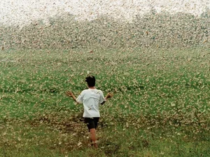 Swarm of Locusts