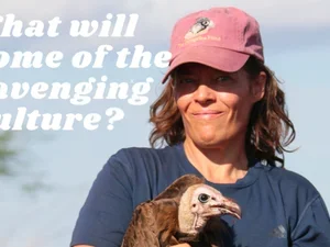 woman wearing a hat and holding a vultures, with text that says "what will become of the scavenger vulture?"