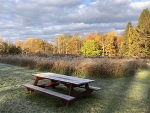 Image of picnic table by woods