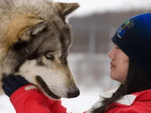 a student poses with a wolf during field work term