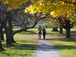 Two people walking on a paved path beneath yellow leaves