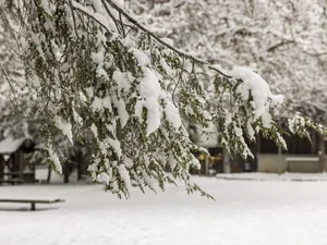 Image of snowy branch