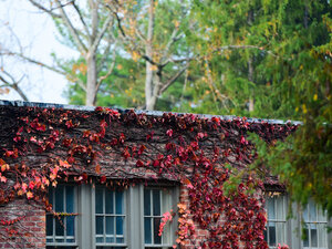 brick building covered in red ivy