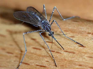 Image of a mosquito