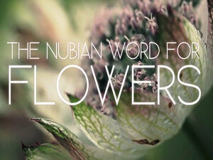 The Nubian Word for Flowers