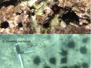 Betsy Sherman's research on Sea Urchins