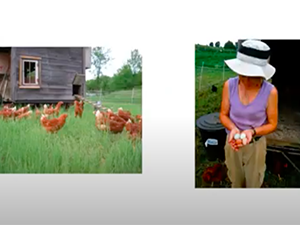 Image of chickens and a woman