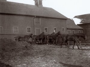 historical barn and horses