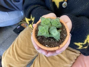 Picture of someone, hands only, holding a small plant in a small terracotta pot