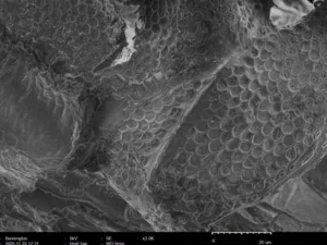 Black and white image of black ash wood magnified with a scanning electron microscope
