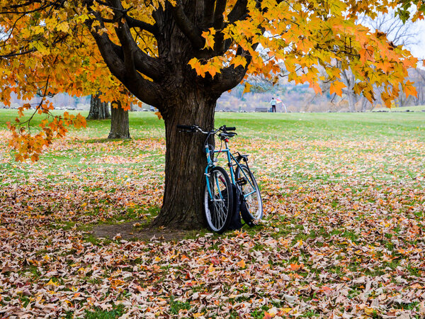 a blue bicycle parked under a tree with yellow autumn leaves