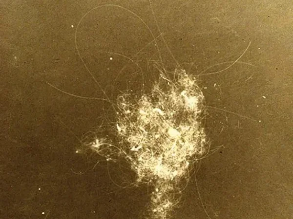 Image of Bennington Review, Issue Fifteen cover