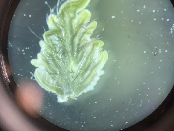 Image of inside of a leaf