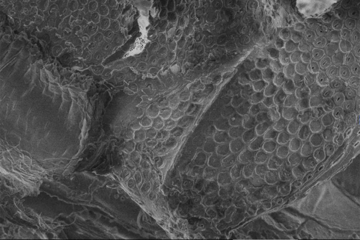 Black and white image of black ash wood magnified with a scanning electron microscope
