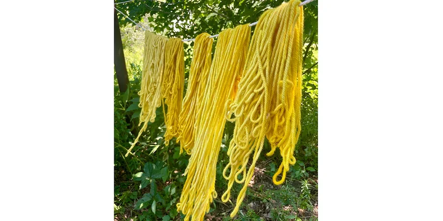 dyed yellow wool drying