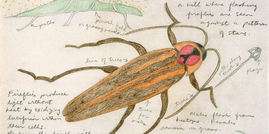 a pencil drawing of an insect 