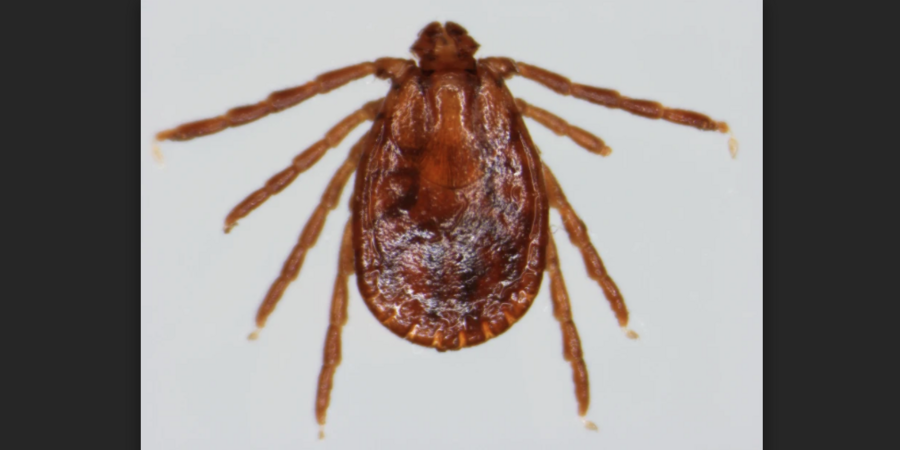  a large brown tick