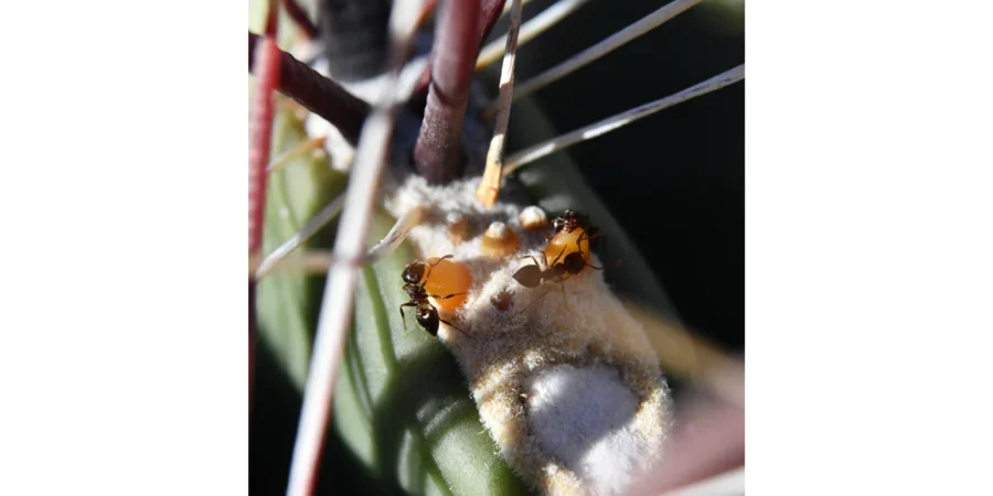 Ants on a plant