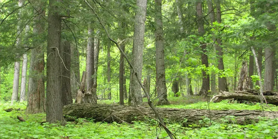a healthy bright green forrest in spring with many trees and a green floor plant covering