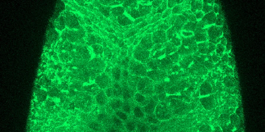 Image of fluorescent green