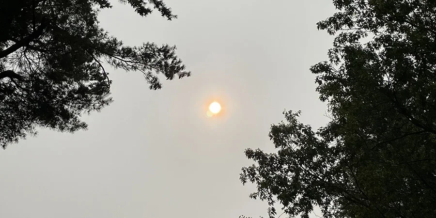gray smoky sky framed by trees with a hazy pink globe of sun in the center