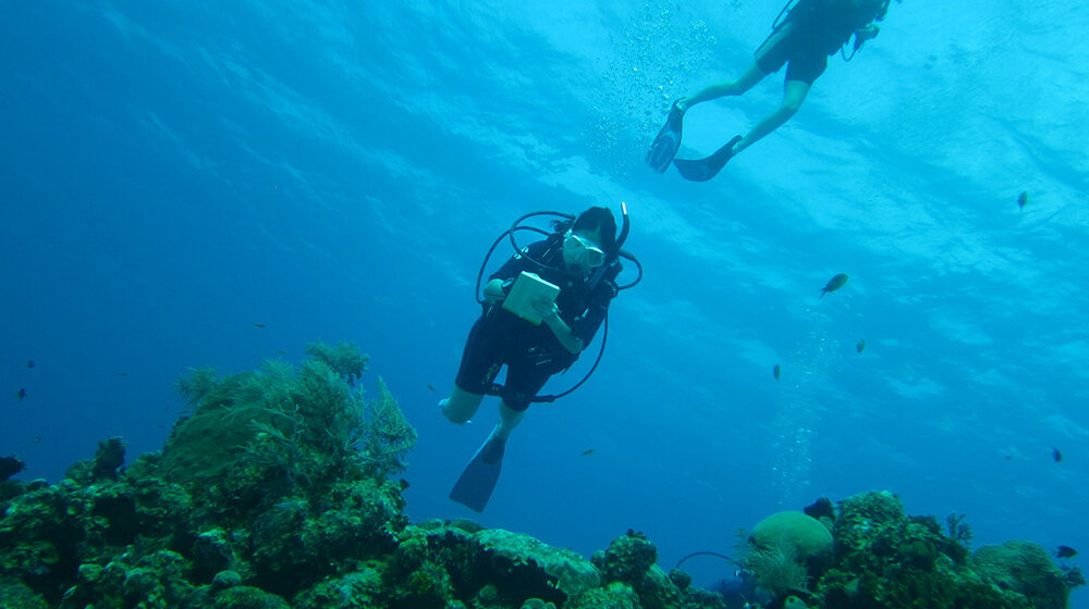 Students scuba diving to collect data on coral reefs