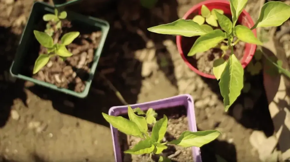 Bennington Sustainable Food Project img